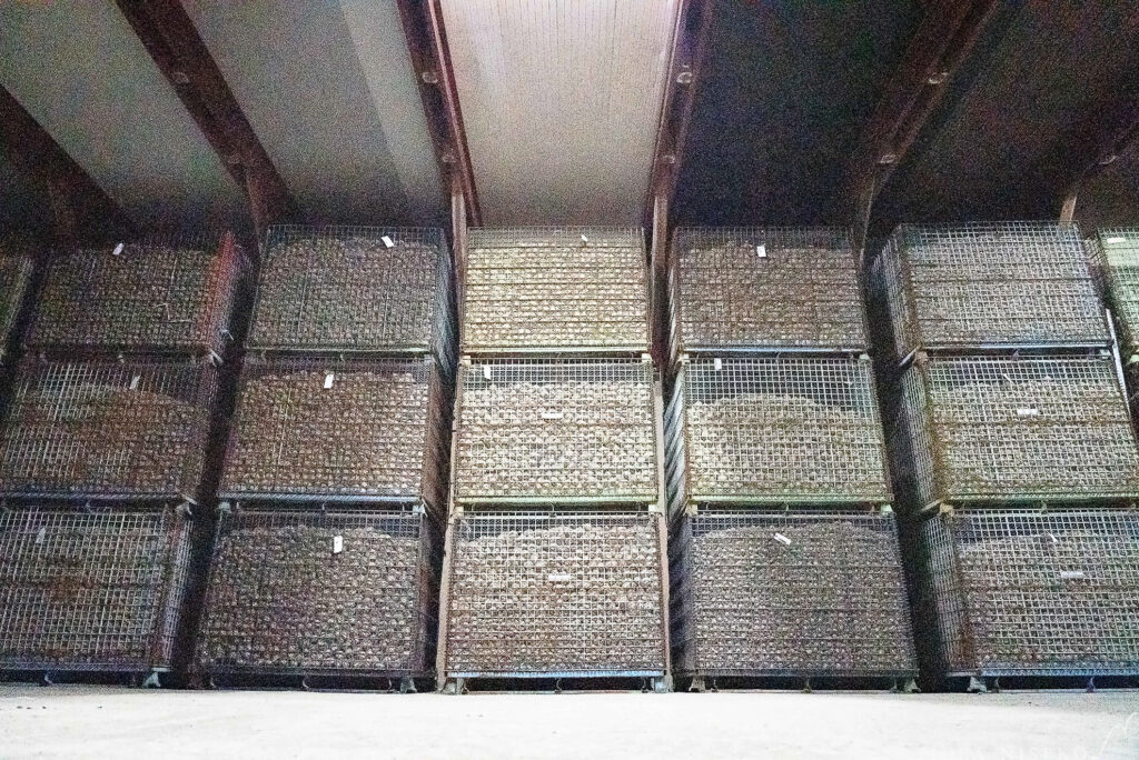 ニセコの農家の倉庫に積まれたじゃがいも