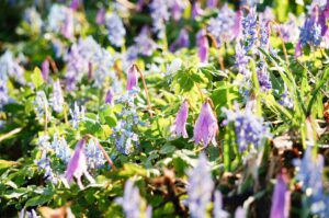 エゾエンゴサクとカタクリの花畑