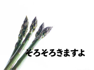 アスパラ　そろそろ採れますよ