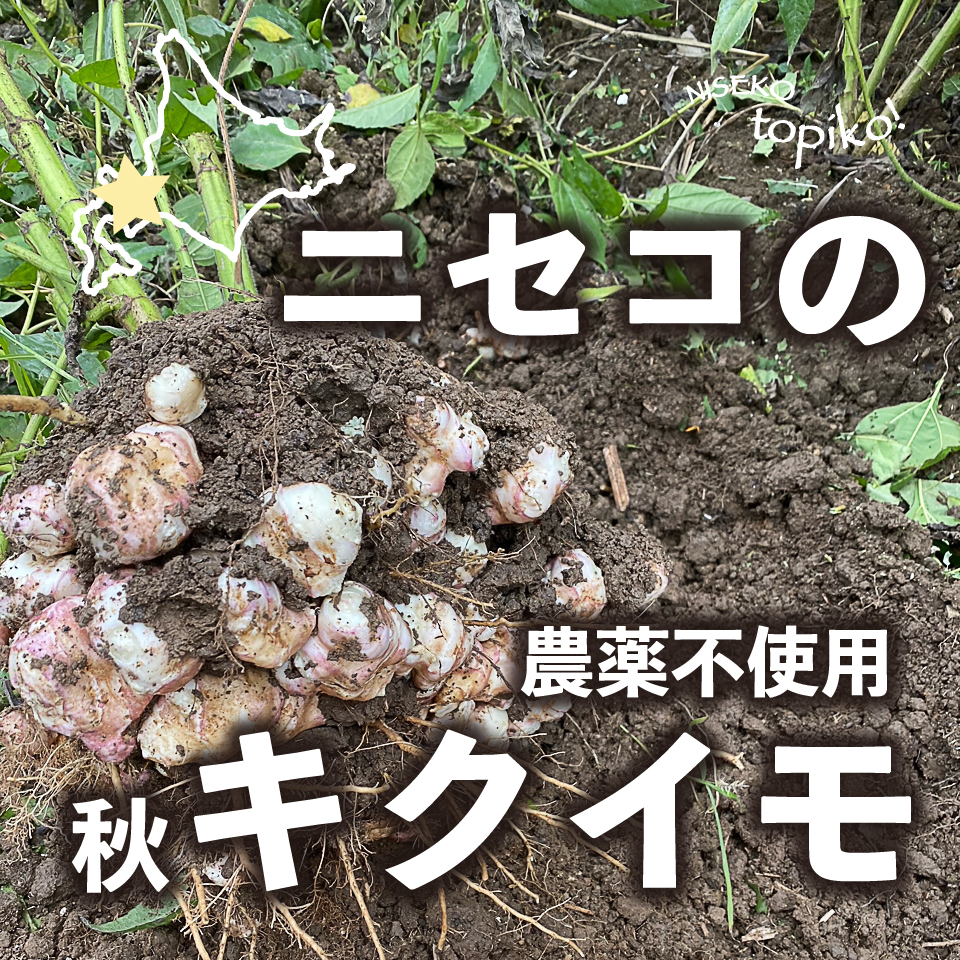 山内農園秋堀りキクイモ