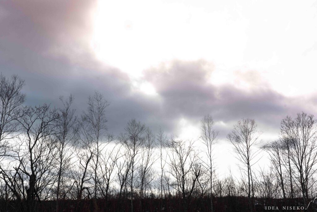 北海道ニセコの針葉樹と空