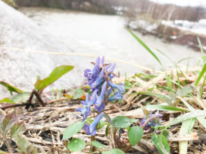 エゾエンゴサクは北国の春の花