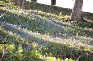 ニセコ町の桜ヶ丘公園でカタクリとエゾエンゴサクが咲いています